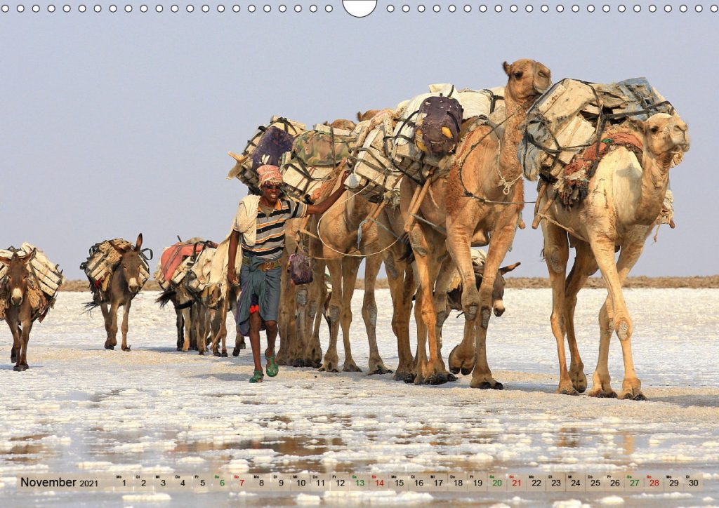 Camels The friendly luggage carrier photos4emotions